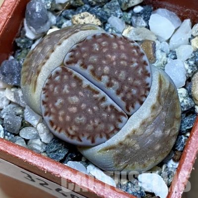 SH32405 Lithops julii