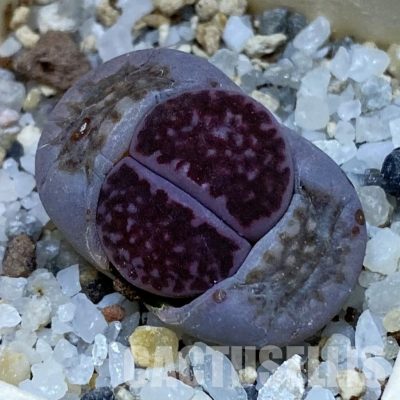 SH32406 Lithops salicola ‘Sato’s Violet’ hybrid