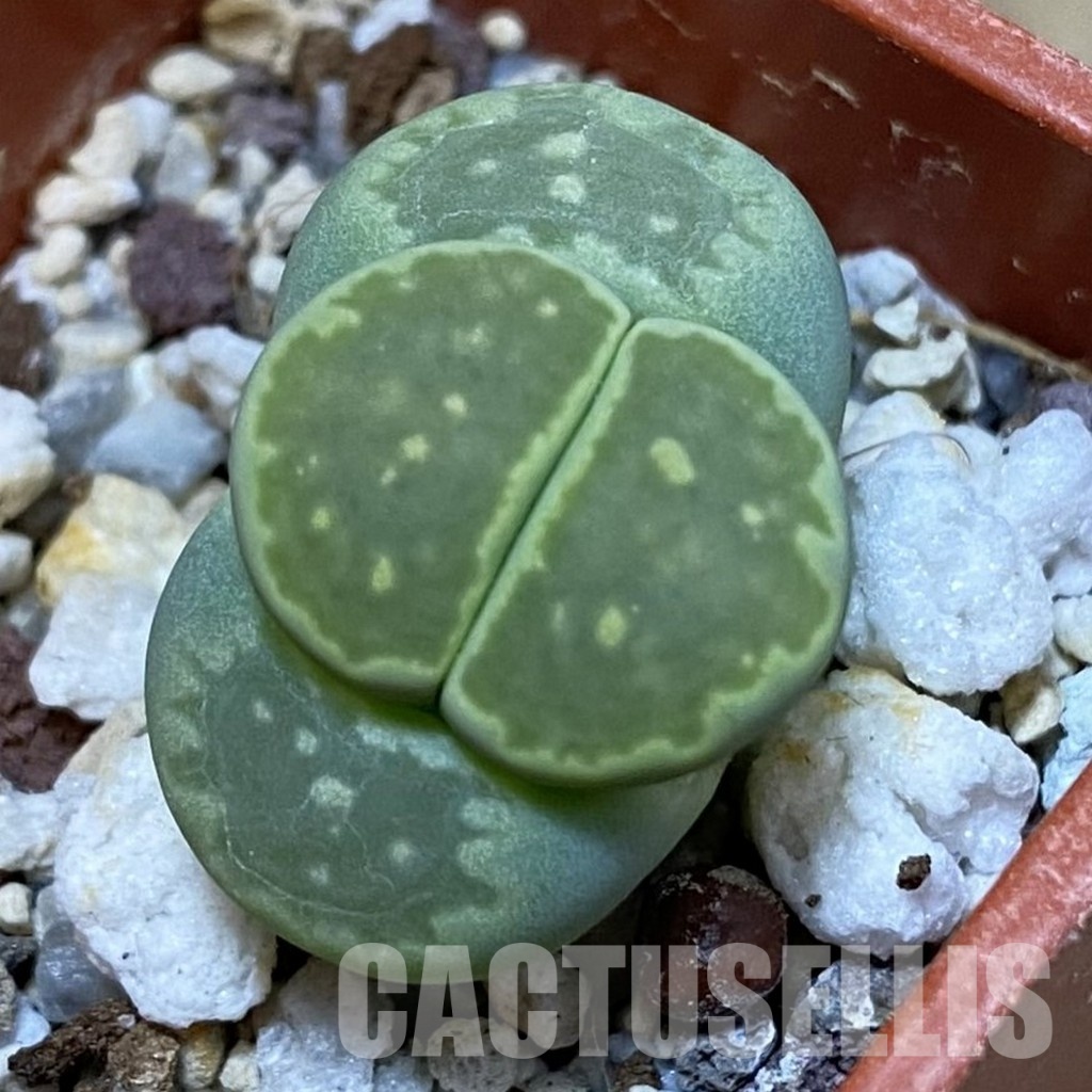SH32408 Lithops julii 'Fuller Green'