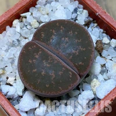 SH32409 Lithops lesliei