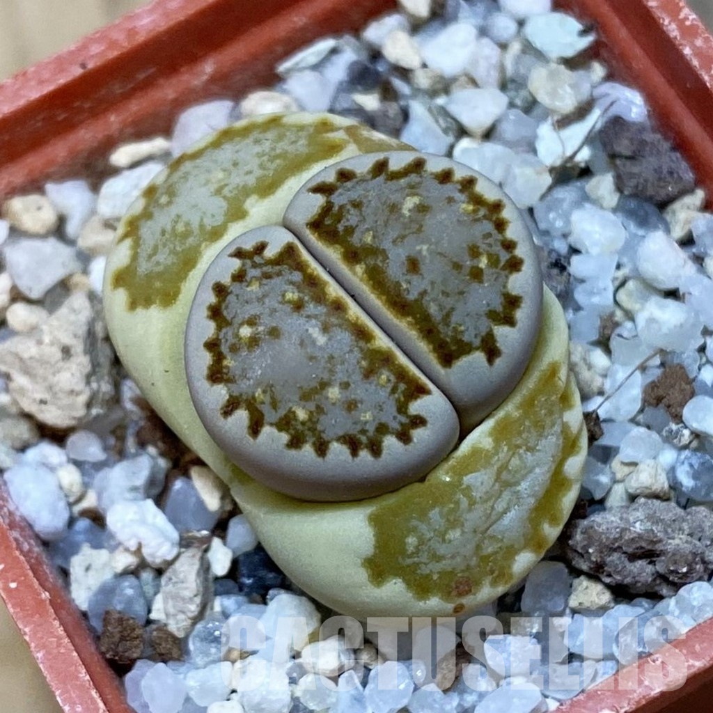 SH32410 Lithops julii 'Fuscous' C63
