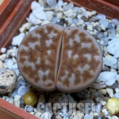 SH32411 Lithops karasmontana