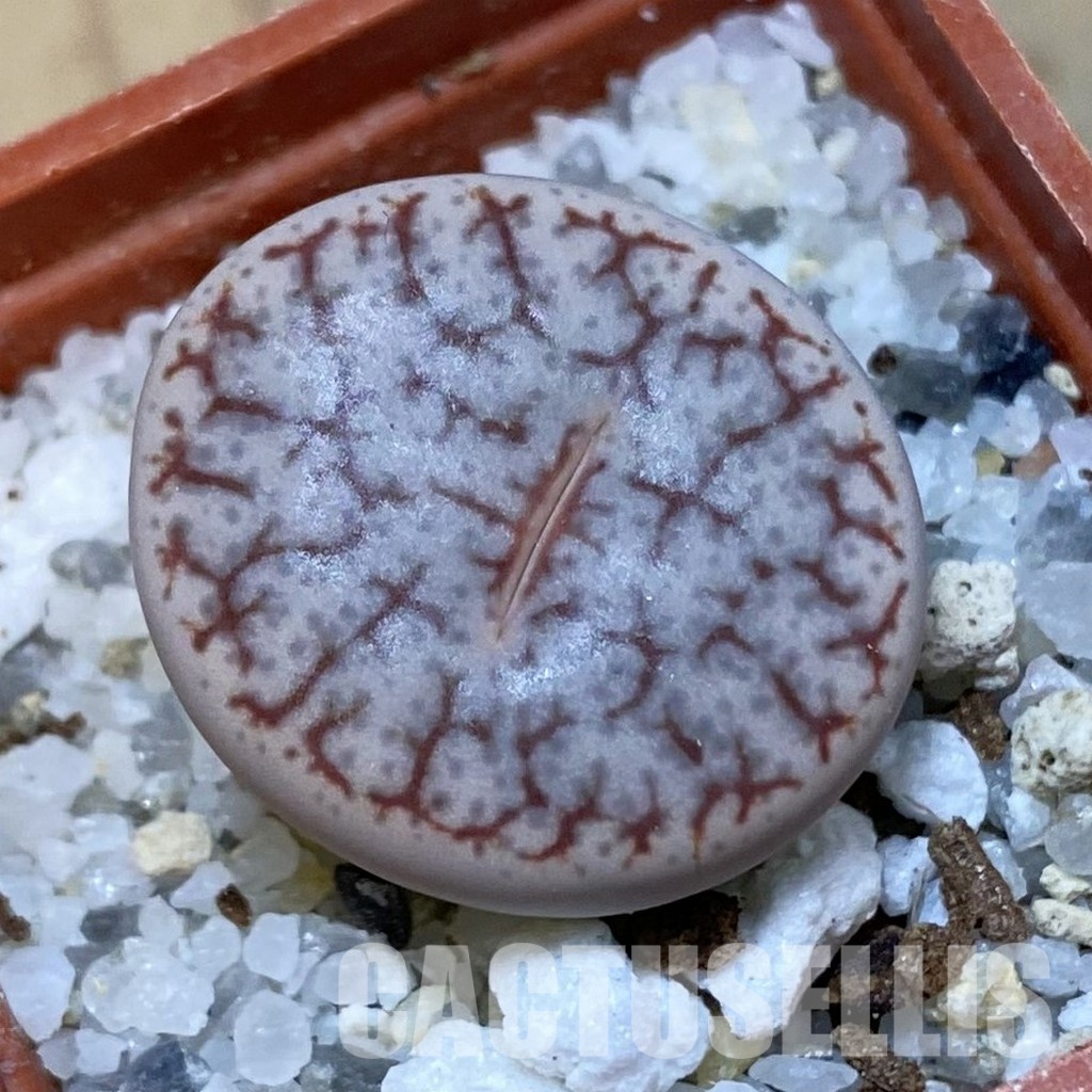SH32412 Lithops pseudotruncatella v. dendritica