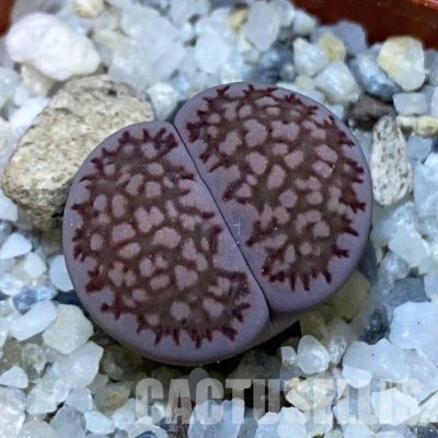 SH32413 Lithops salicola ‘Sato’s Violet’ hybrid
