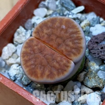 SH32416 Lithops karasmontana v. lateritia