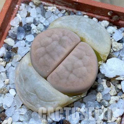 SH32417 Lithops karasmontana v. opalina
