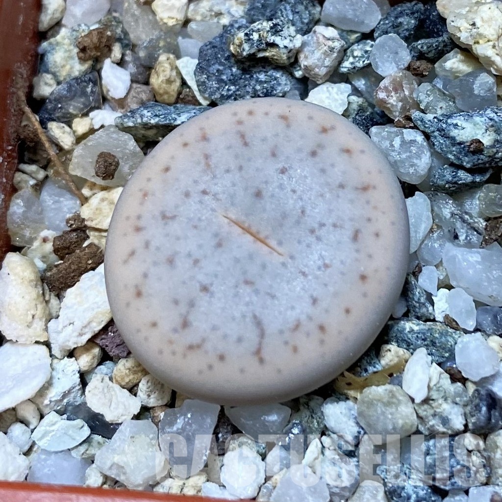 SH32419 Lithops pseudotruncatella v. volkii
