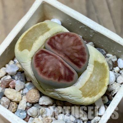 SH32420 Lithops julii ‘Kikushogiyoku’ hybrid