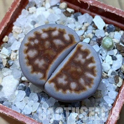 SH32421 Lithops karasmontana v. lericheana C329