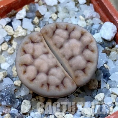 SH32422 Lithops karasmontana