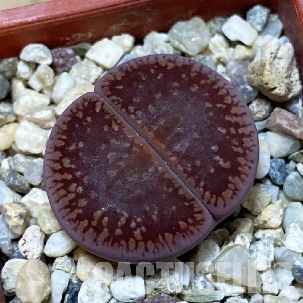 SH32424 Lithops aucampiae 'Fire Brandt'