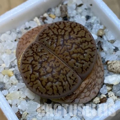 SH32425 Lithops aucampiae v. euniceae