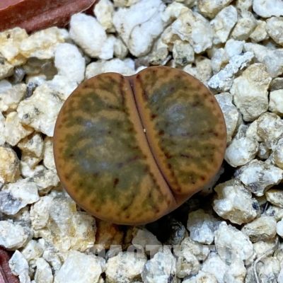 SH32427 Lithops bromfieldii 'Coral'