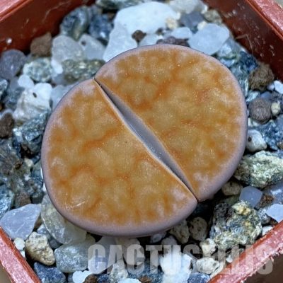 SH32429 Lithops karasmontana v. tischeri