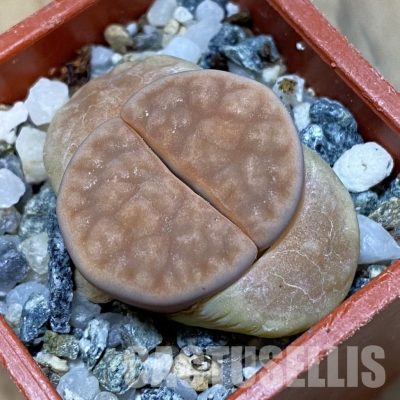 SH32430 Lithops karasmontana v. opalina