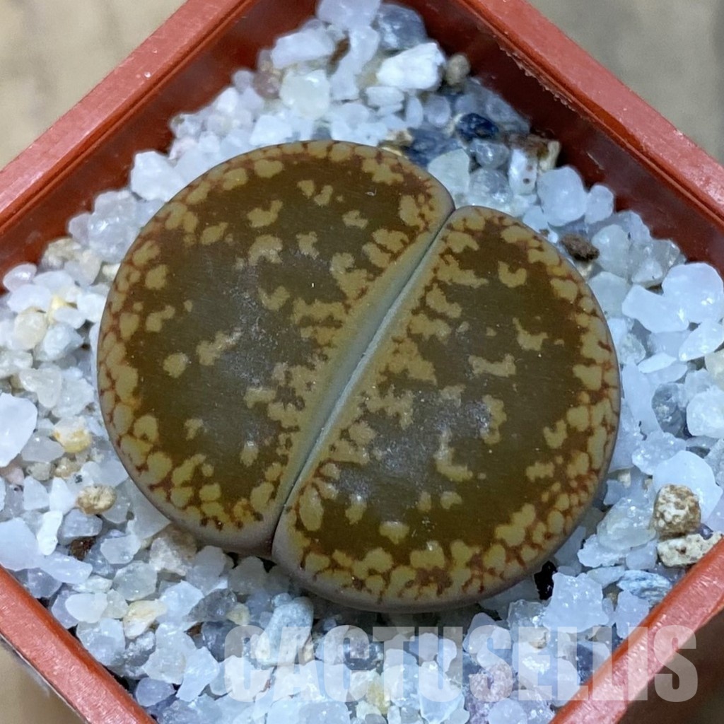 SH32438 Lithops aucampiae