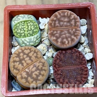 SH32444 Lithops mix