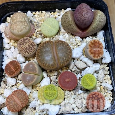 SH32445 Lithops mix