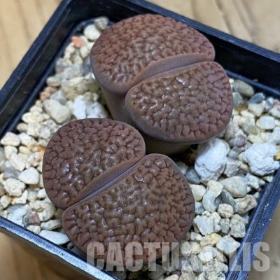 SH32369 Lithops hookeri