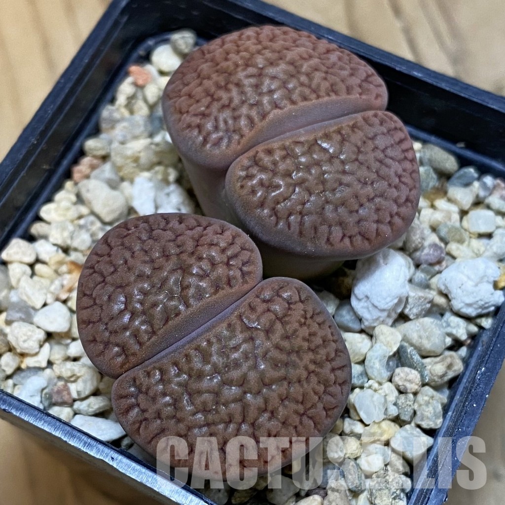 SH32369 Lithops hookeri