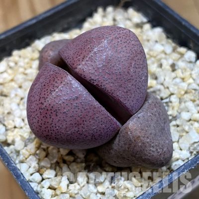 SH32361 Pleiospilos nelii 'Royal Flush'
