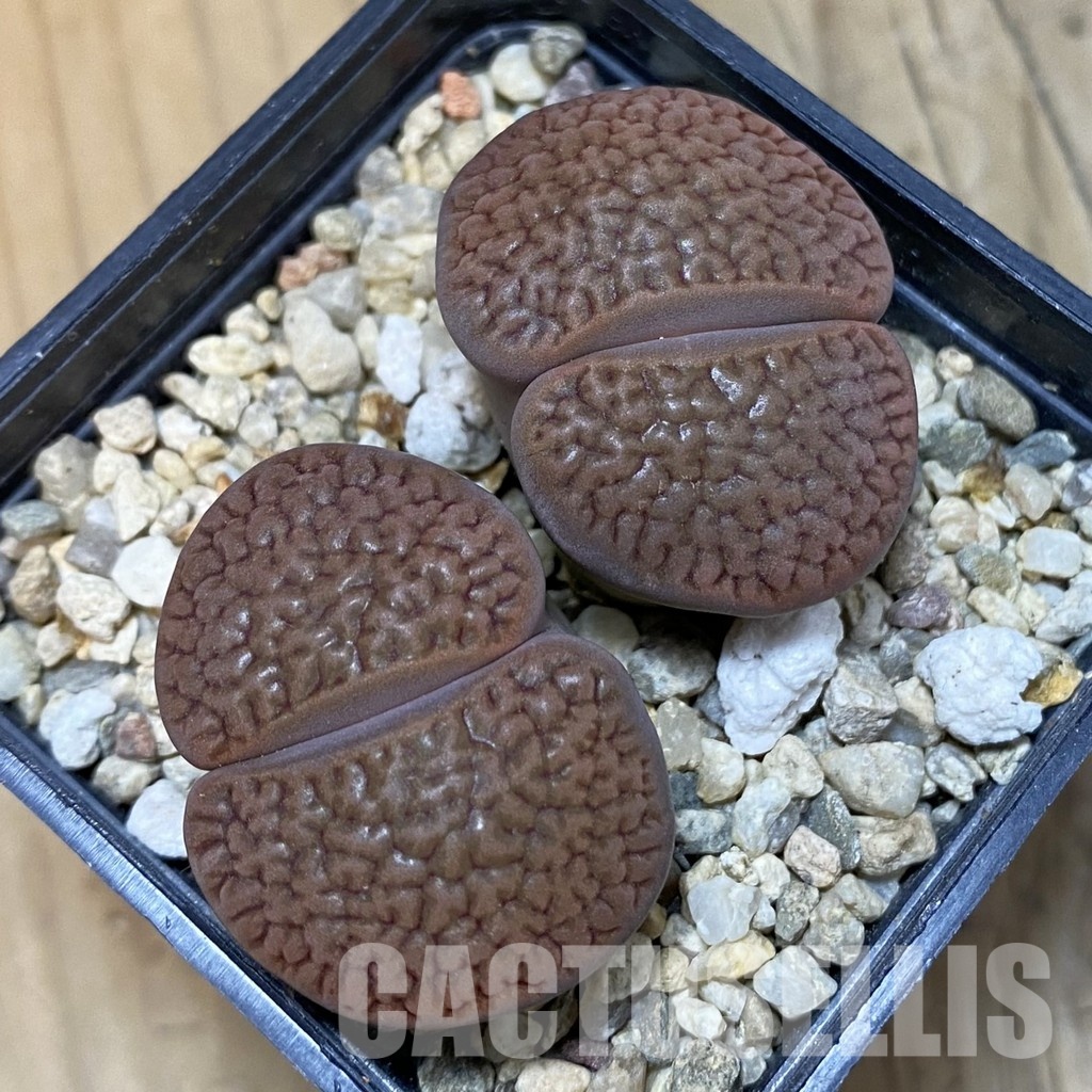 SH32369 Lithops hookeri - Image 2