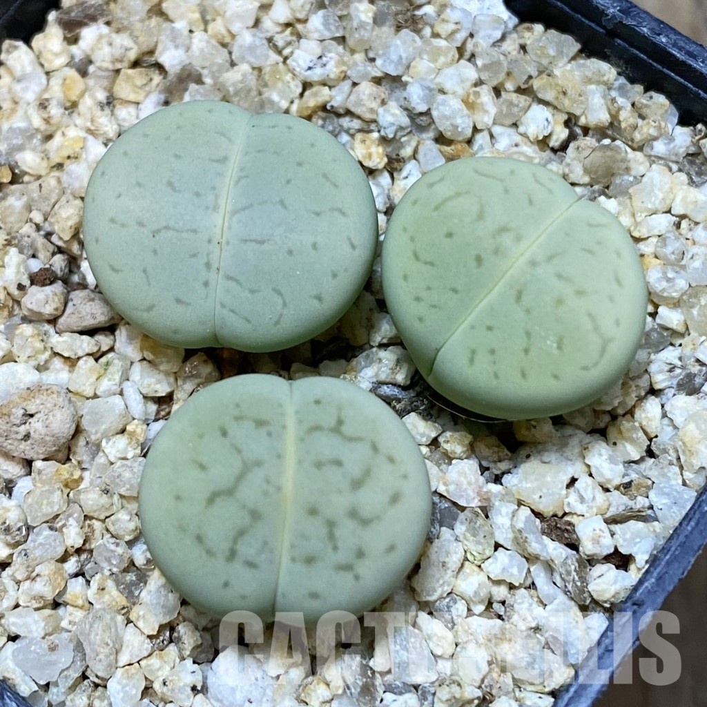 SH32372 Dinteranthus vanzylii 'Emerald'