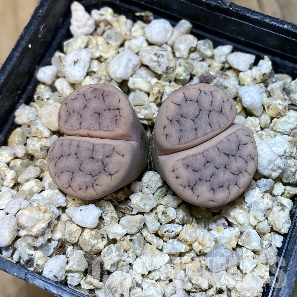 SH32373 Lithops gracilidelineata - Image 2