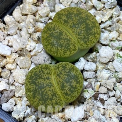 SH32375 Lithops lesliei v. albinica