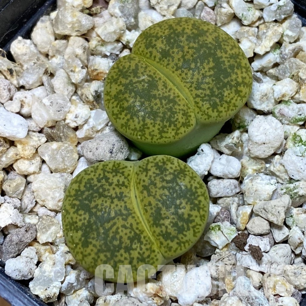 SH32375 Lithops lesliei v. albinica