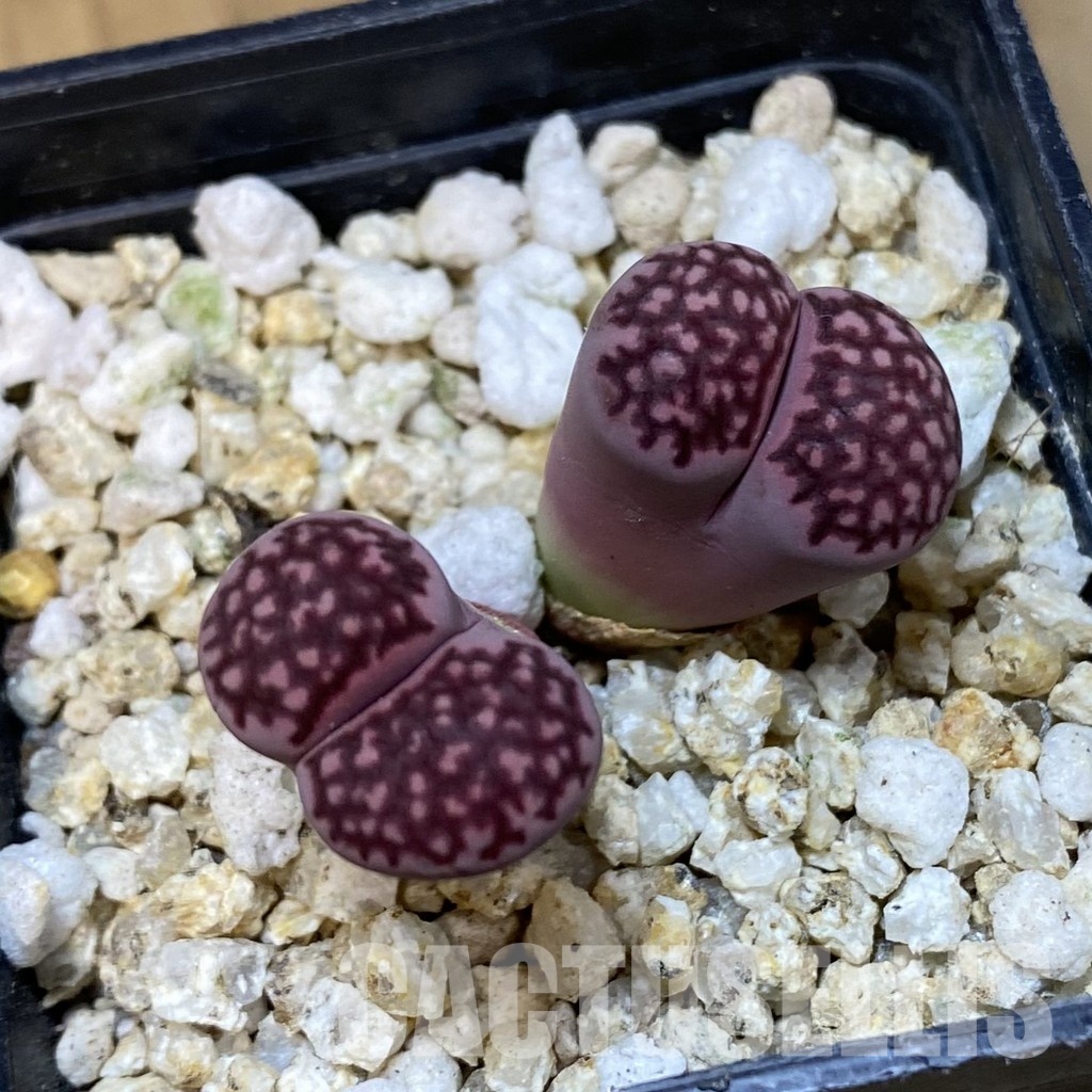 SH32377 Lithops salicola ‘Sato’s Violet’ hybrid - Image 2