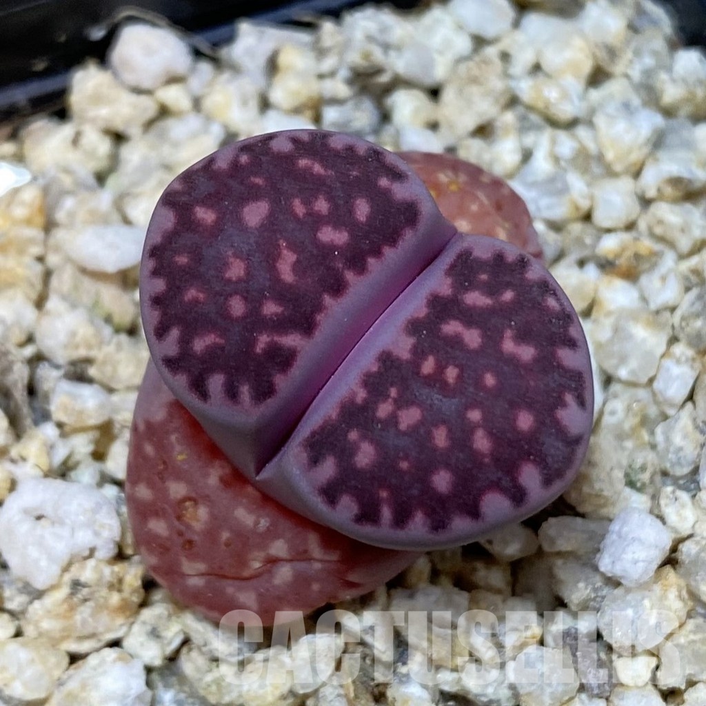 SH32378 Lithops salicola ‘Sato’s Violet’ hybrid