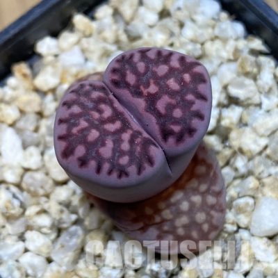 SH32379 Lithops salicola ‘Sato’s Violet’ hybrid