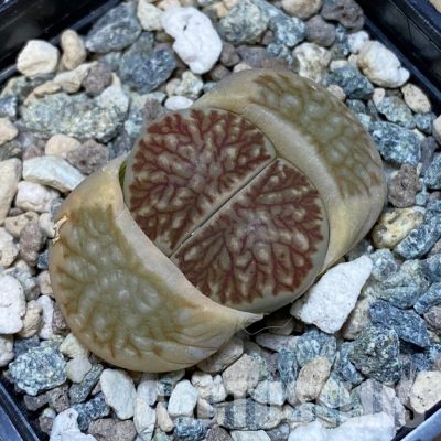 SH32383 Lithops julii 'Kikushogiyoku' hybrid