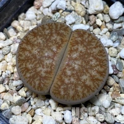 SH32384 Lithops pseudotruncatella v. alpina
