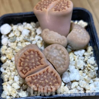 SH32387 Lithops hallii v. ochracea