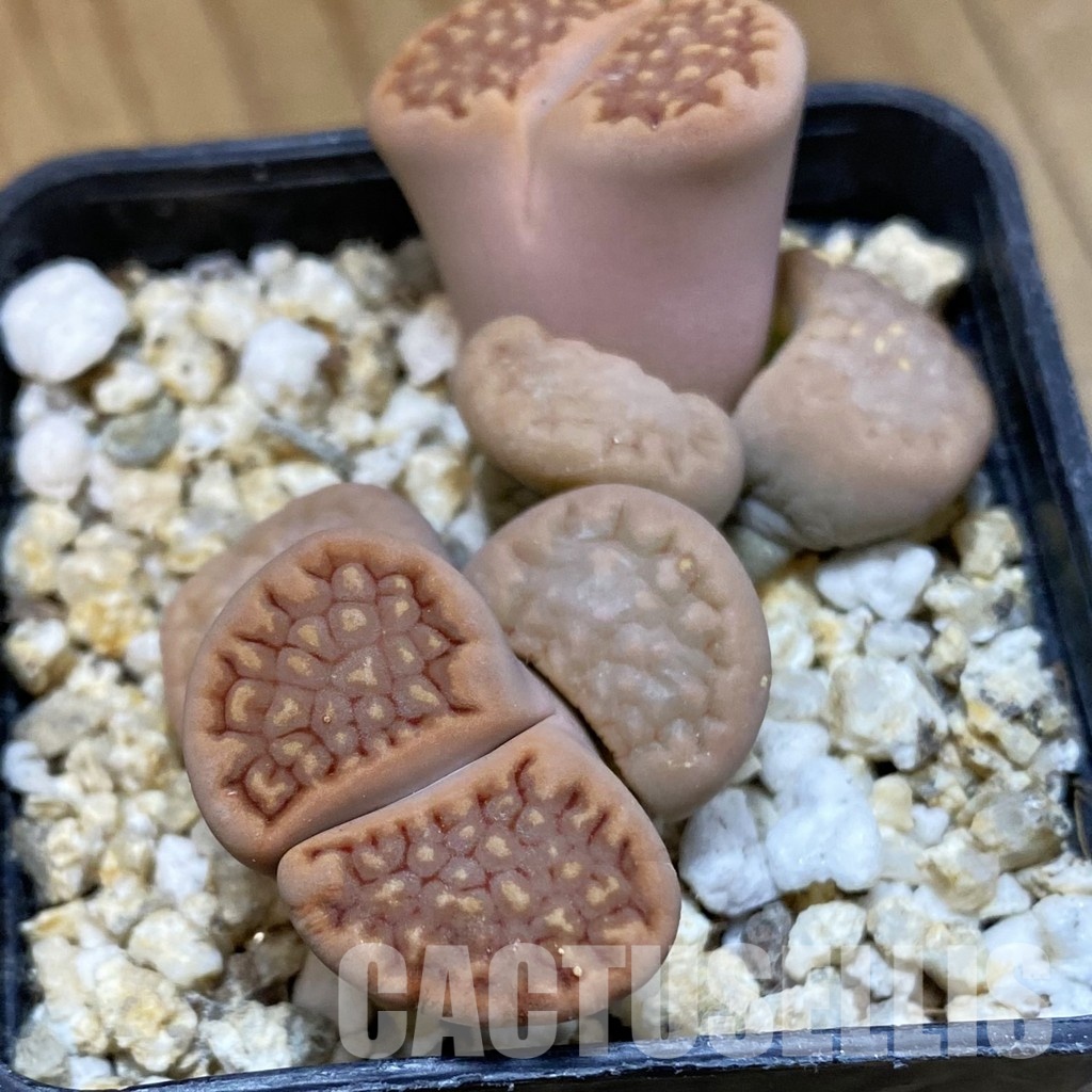 SH32387 Lithops hallii v. ochracea