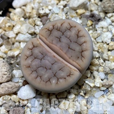 SH32363 Lithops gracilidelineata