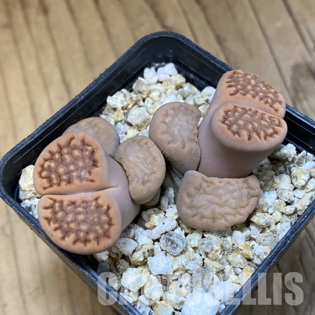 SH32387 Lithops hallii v. ochracea - Image 2
