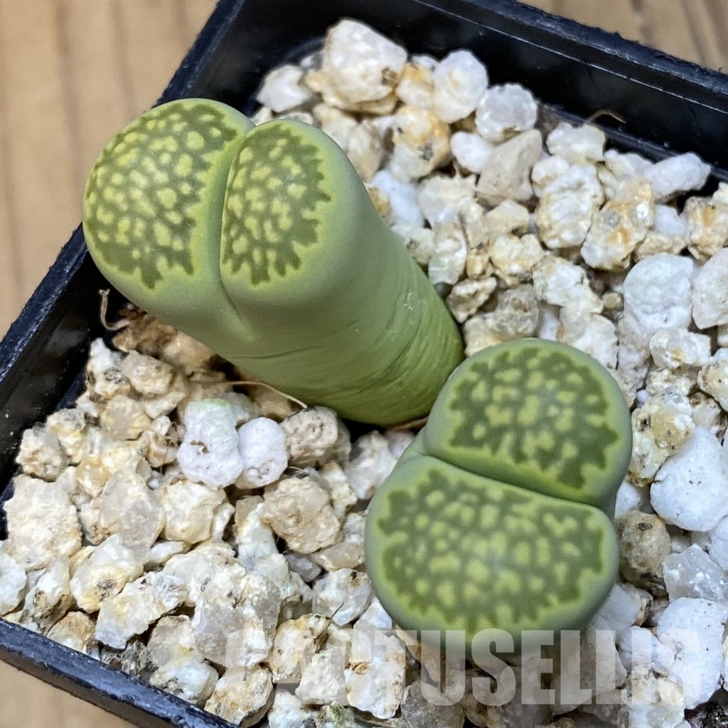 SH32389 Lithops julii ‘Fuller Green’ - Image 2