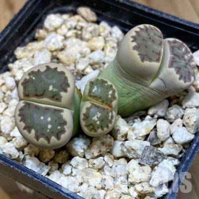 SH32392 Lithops dorotheae
