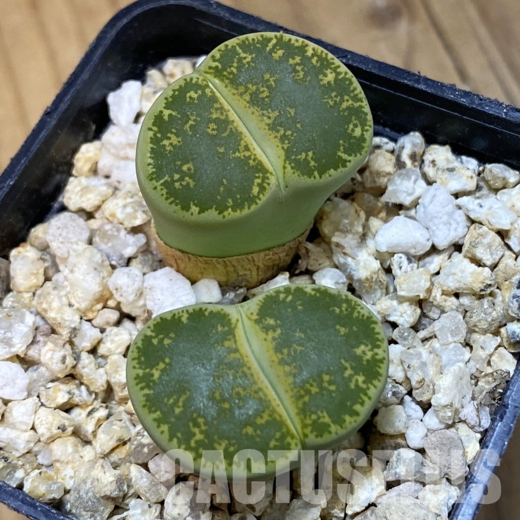 SH32393 Lithops lesliei v. albinica