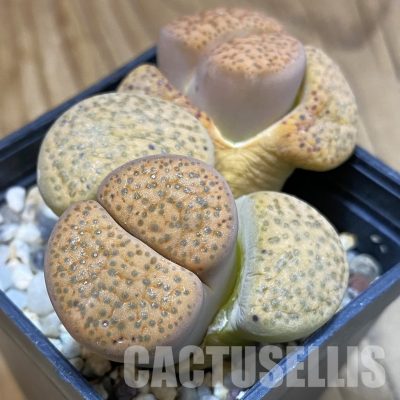 SH32364 Lithops fulviceps