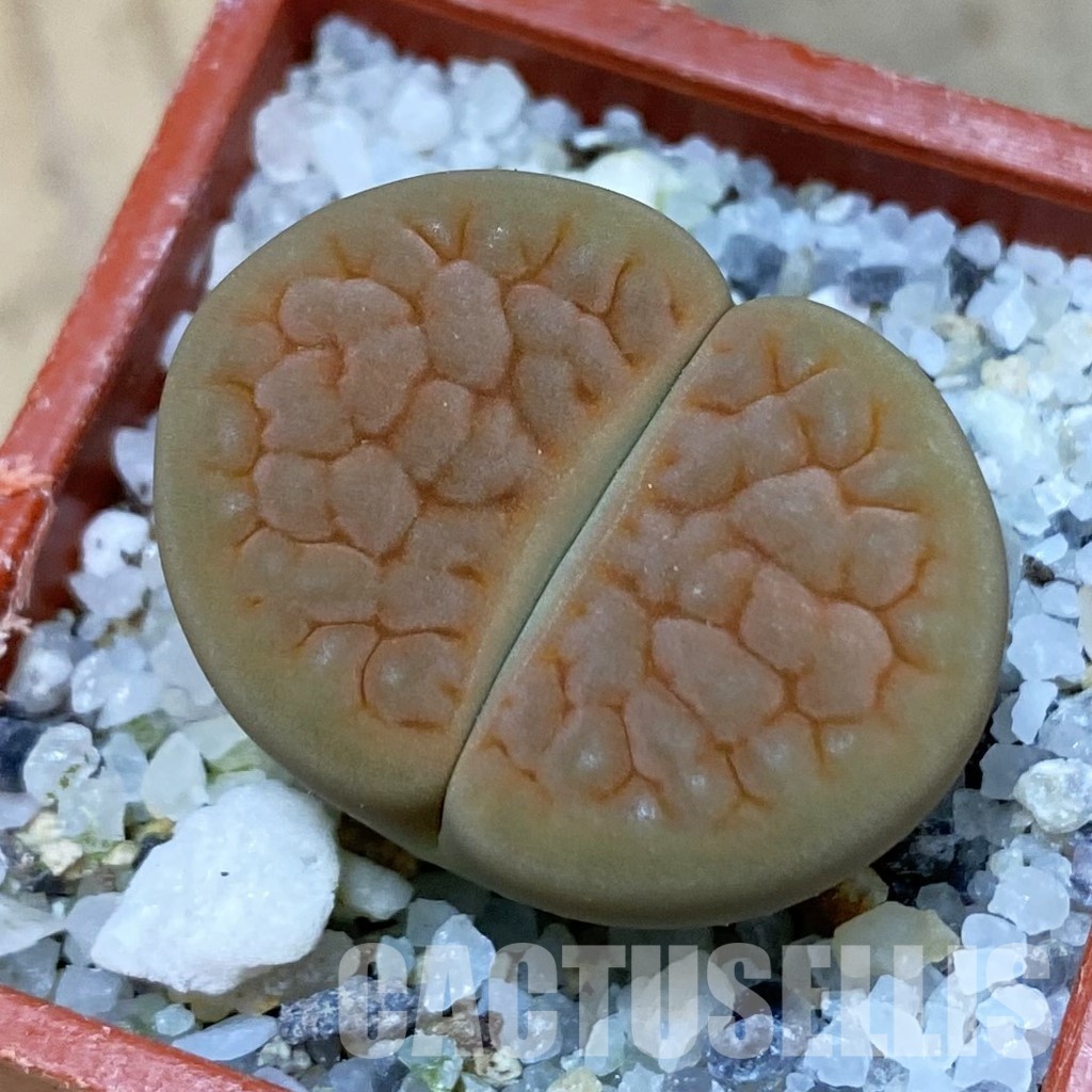 SH32396 Lithops hookeri v. lutea 'Aubarede' C038A