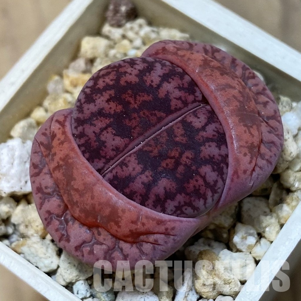 SH32398 Lithops lesliei ‘Fred’s Redhead’