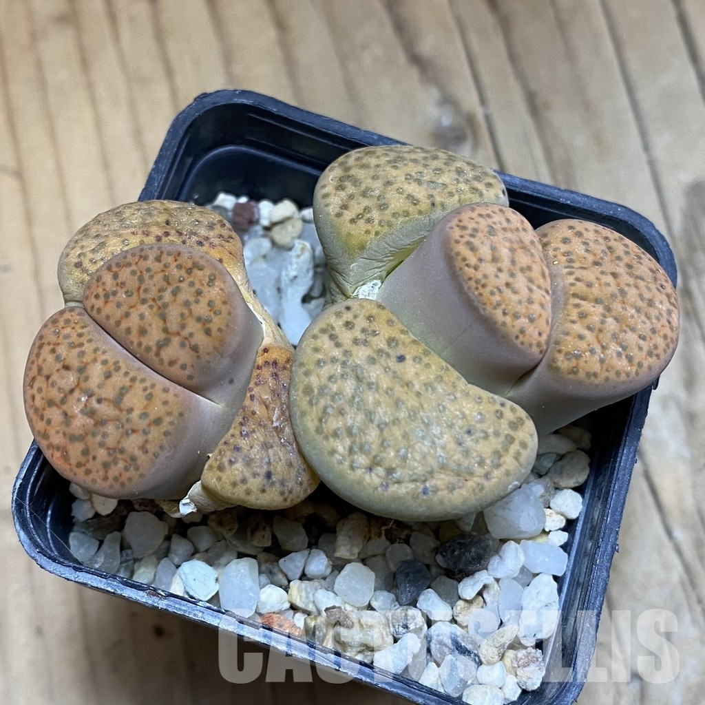 SH32364 Lithops fulviceps - Image 2