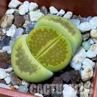 SH32399 Lithops hallii 'Green Soapstone'