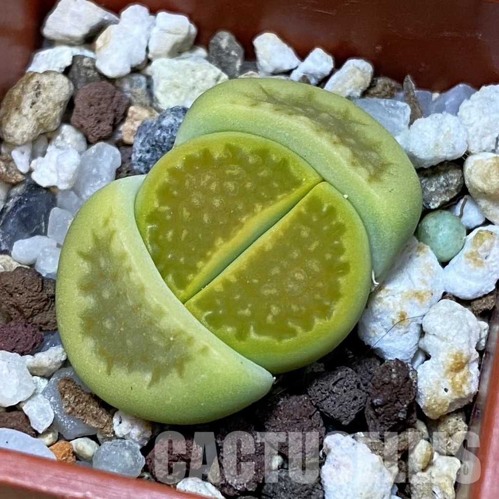 SH32399 Lithops hallii 'Green Soapstone'