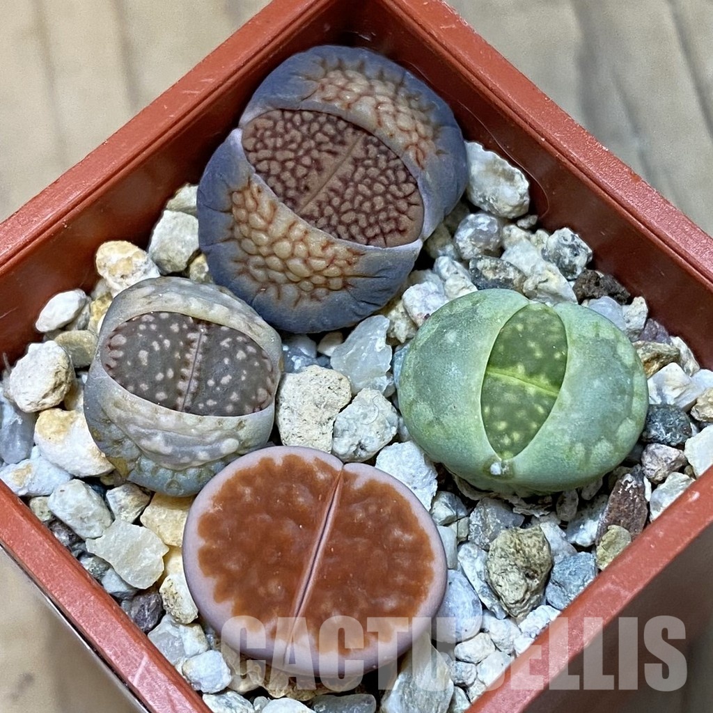 SH32401 Lithops mix