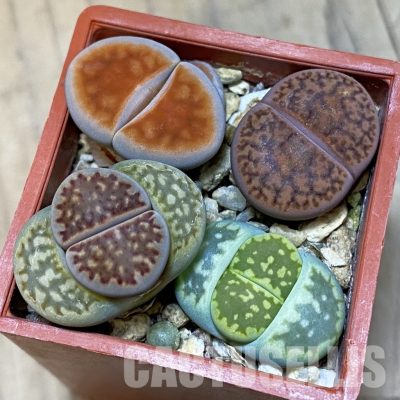 SH32402 Lithops mix